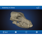 Osteology in Dogs