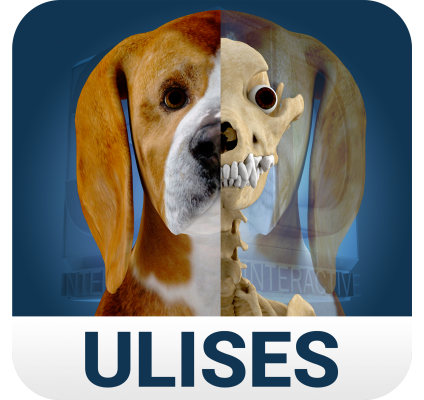 Osteology in Dogs